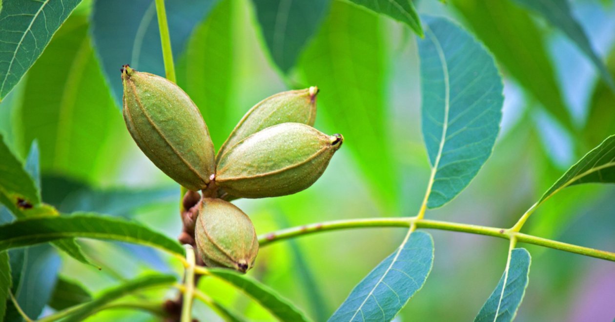 Pekándió sikeres termesztése
