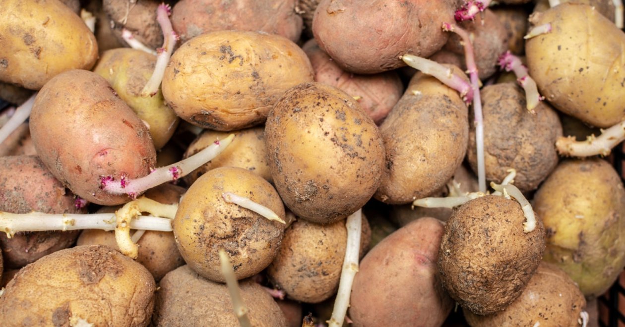 Hogyan áll el sokáig a krumpli? 5 titkos krumpli tartósítási trükk