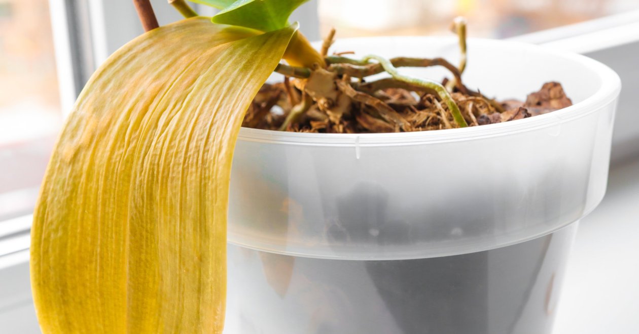 Ezért száradnak el az orchideád levelei télen