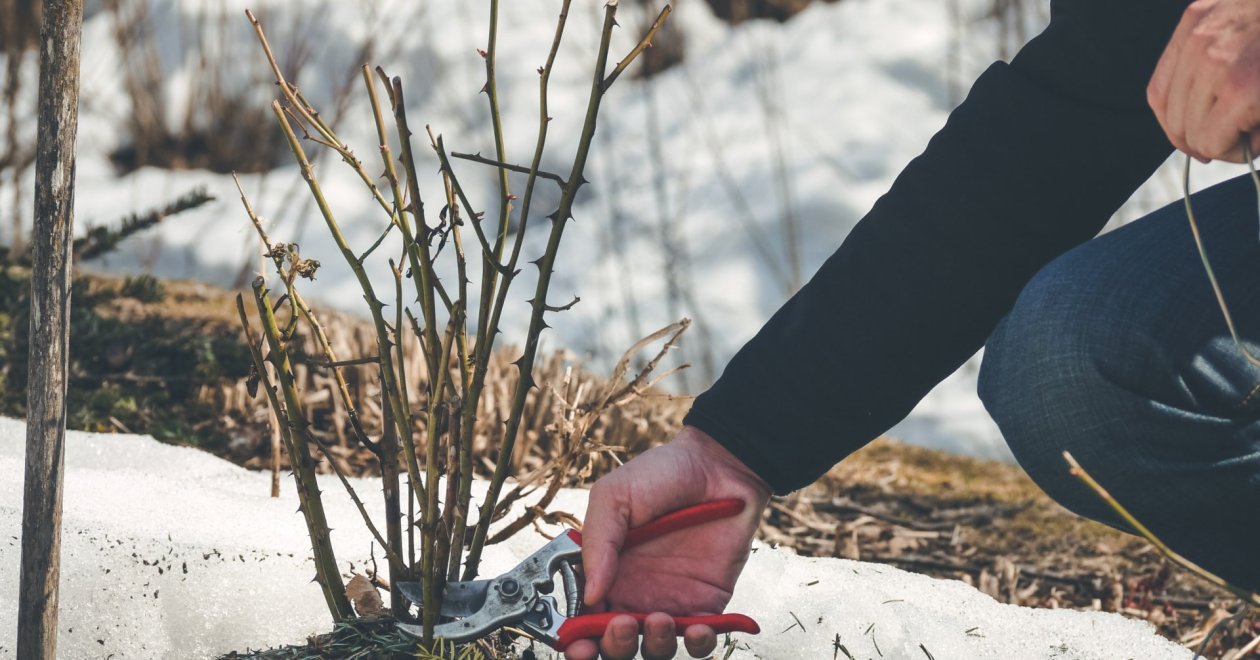 Ezeket a kerti teendőket végezd el decemberben