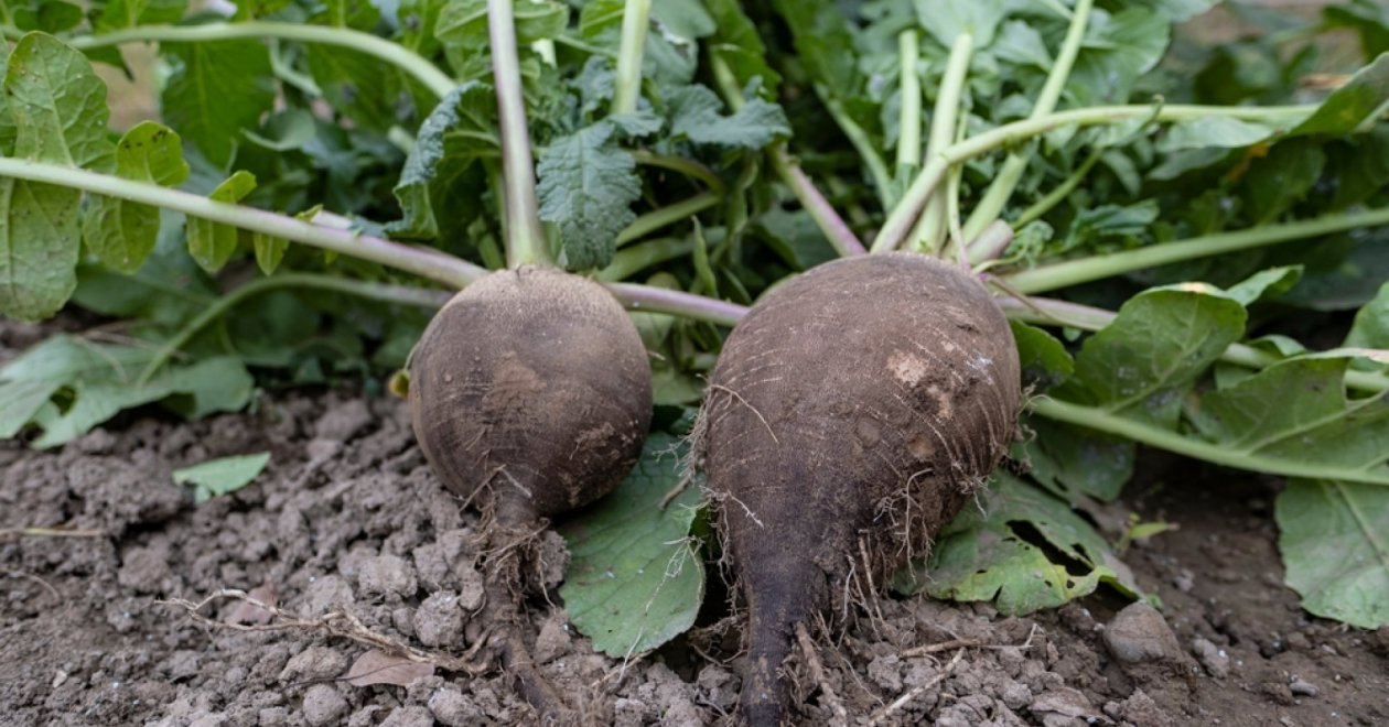 A fekete retek pozitív hatásai – ez a zöldség egy igazi gyógyító