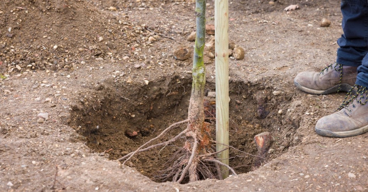 Több ezer forintot spórolhatsz, ha ősszel ültetsz