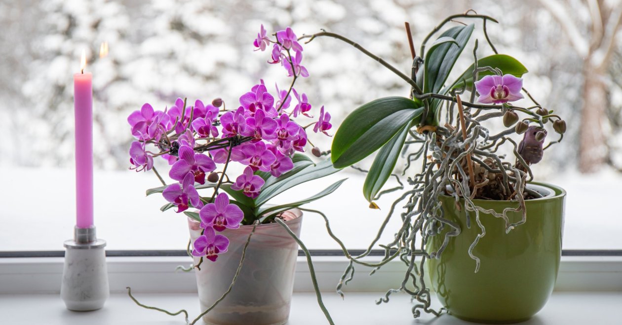 Ezt a fűszert teszem télen az orchideára, hogy rengeteg virágja maradjon