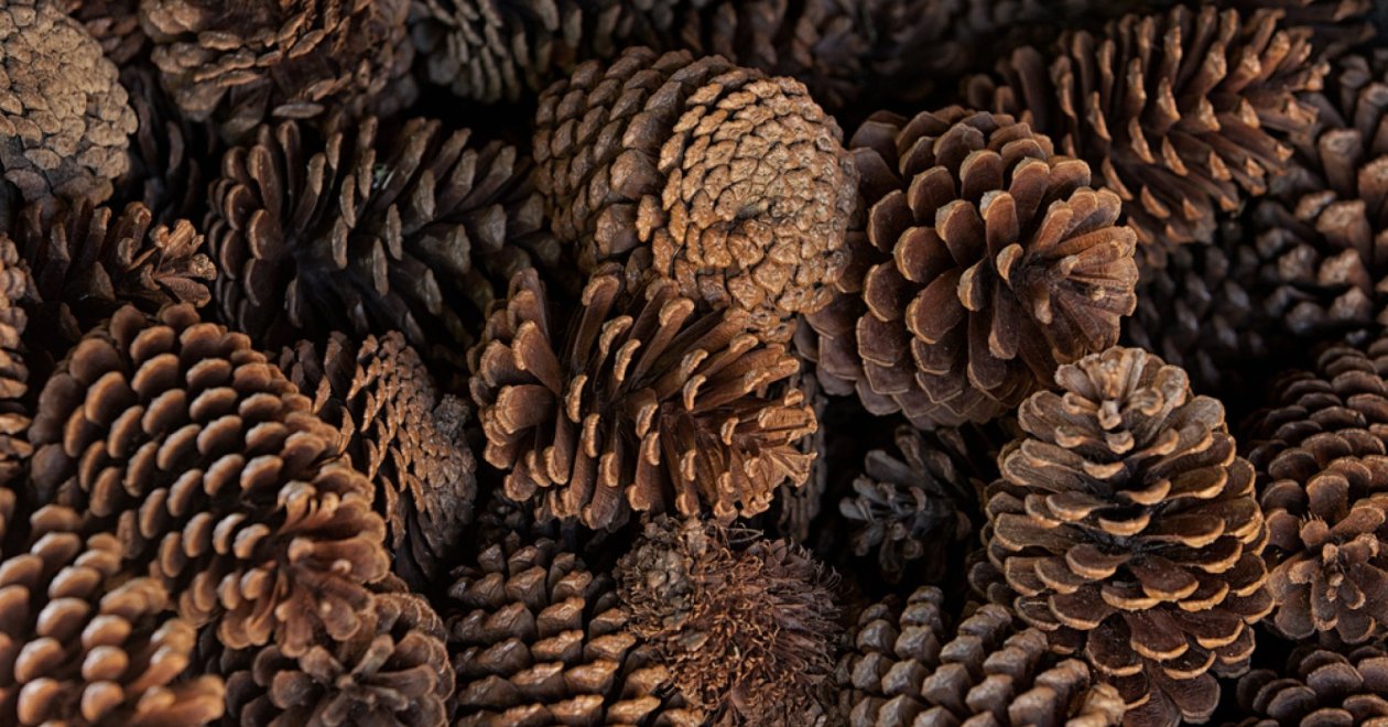 Nem gondolnád mennyi mindenre jó: 5 módszer a tobozok kerti felhasználására